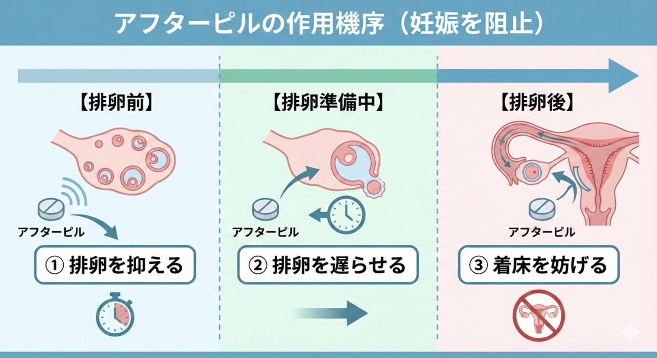 アフターピルの作用