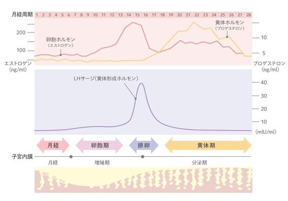 女性ホルモンの分泌量