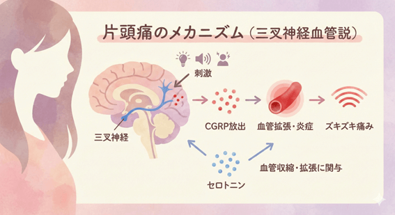 片頭痛が起こるメカニズム