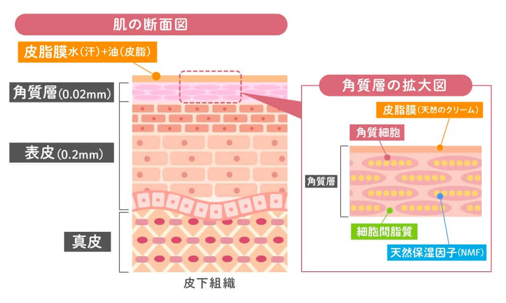 肌の断面図