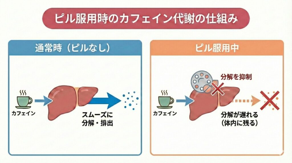 ピル服用時のカフェイン代謝の仕組み