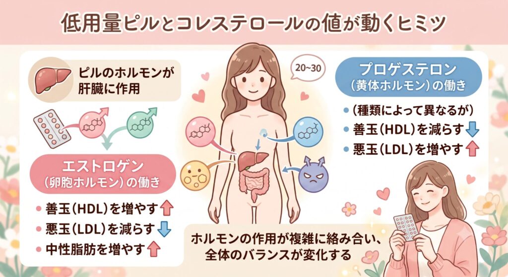 低用量ピルとコレステロールの値が動くヒミツ