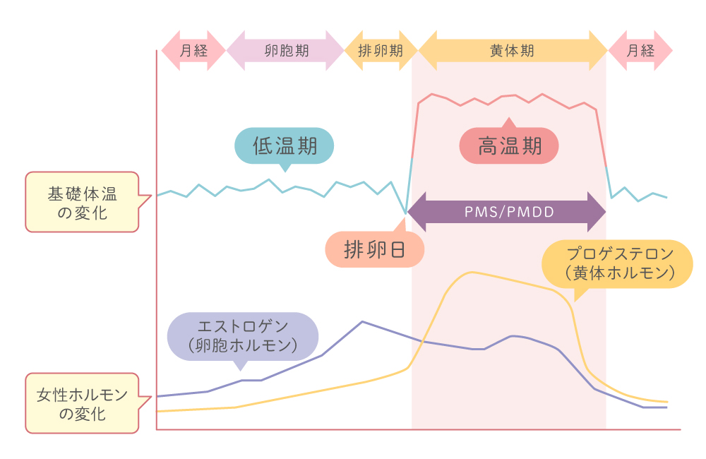 生理周期のホルモン変化の図